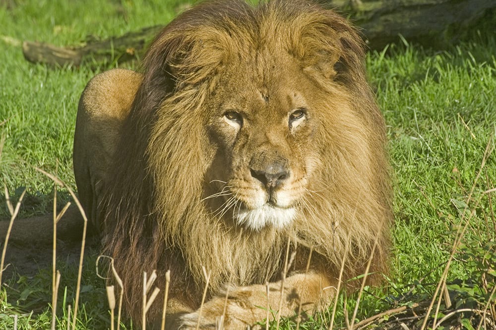 Apparition d’un animal sauvage à Khénifra et Oulmes : L’hypothèse des attaques de lion écartée